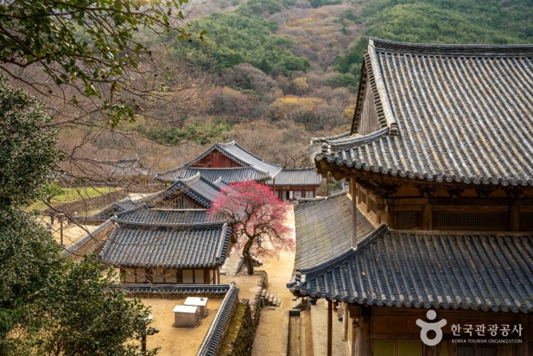 한국의 고찰과 야생차 여행 1박 2일