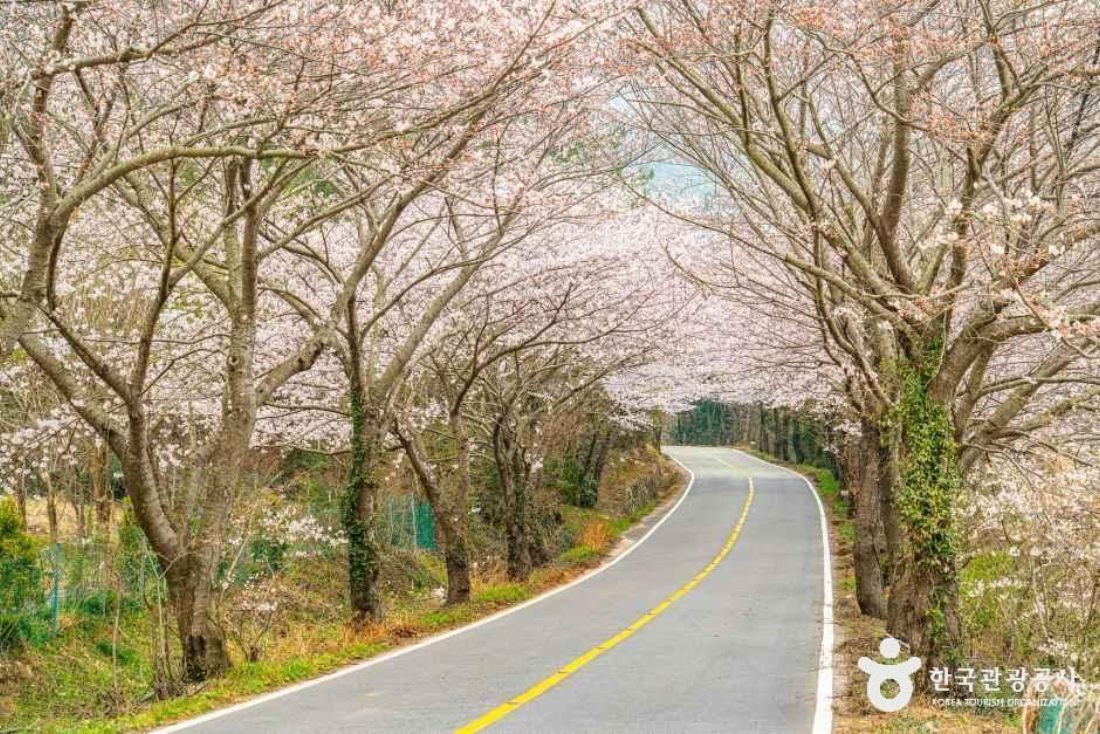 남도의 봄, 꽃보다 아름다운 3일 (프리미엄 항공이동)
